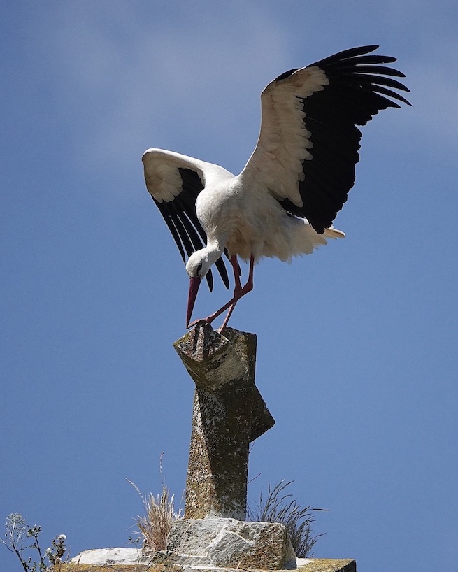 white stork